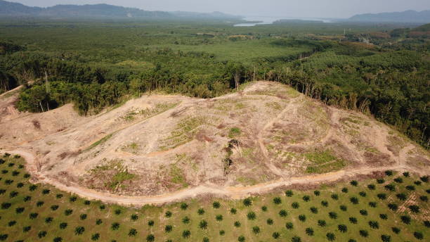 Palm oil, deforestation and rainforest Oil palm plantation at edge of rainforest where trees are logged to clear land for agriculture in Southeast Asia island of borneo stock pictures, royalty-free photos & images