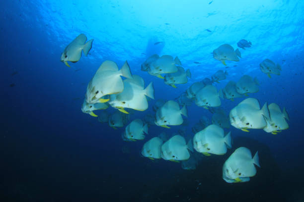 Spadefish or Batfish School of fish: Longfin Spadefish or Batfish on coral reef underwater longfin spadefish stock pictures, royalty-free photos & images