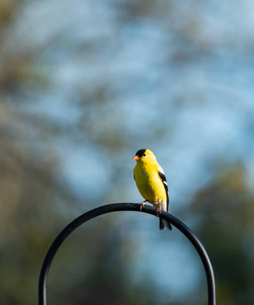 istock Yellow goldfinch bird perched on a metal loop with blurred background. 1254688386