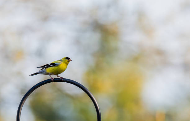 uccello cardellino giallo seduto su un anello di metallo con sfondo sfocato. - american goldfinch gold finch bird branch foto e immagini stock