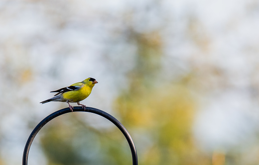 Yellow goldfinch bird sitting on a metal loop with blurred background. in Kingston, ON, Canada