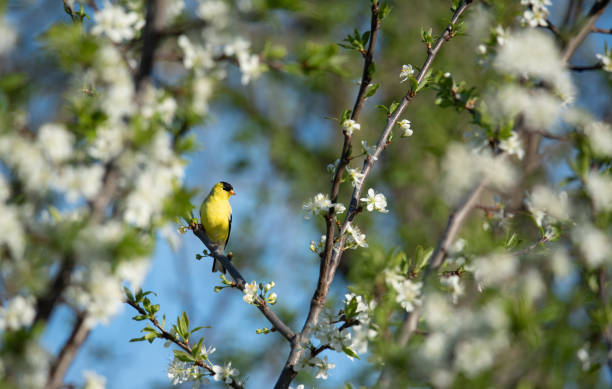 cardellino giallo seduto su un albero che sta sbocciando in primavera. - american goldfinch gold finch bird branch foto e immagini stock