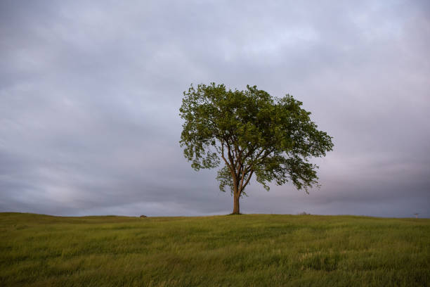 istock Lone deciduous tree on a grassy hill against a cloudy sky. 1254688471