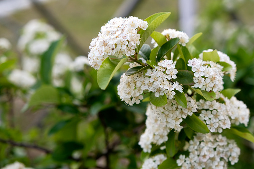 Small Spring Flowers Blooming at Dawn in Busan, Busan, South Korea