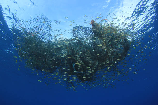 Free Stock Photo of Small fish caught in a tangled net underwater image ...