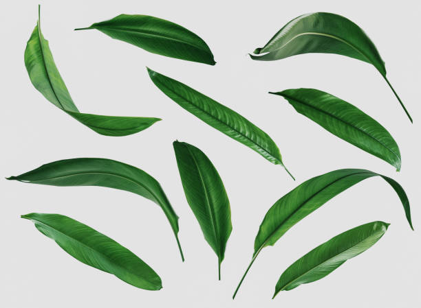 istock tropical leaves, abstract green leaves texture, nature background 1254688874