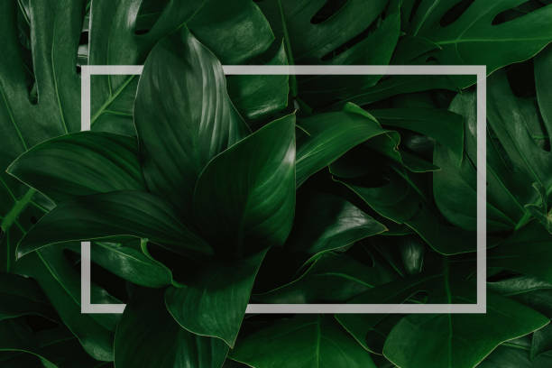 istock tropical leaves, abstract green leaves texture, nature background 1254688877
