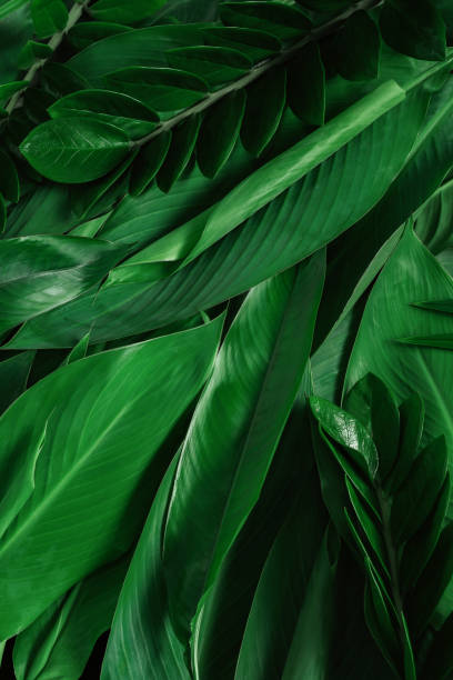 istock tropical leaves, abstract green leaves texture, nature background 1254689385