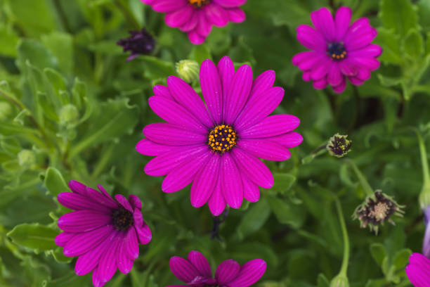 istock Cape marguerite flowers 1254689447