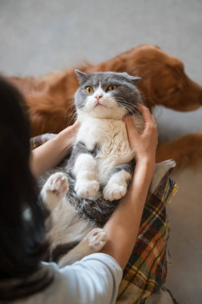 istock British shorthair cat holding hands 1254691990