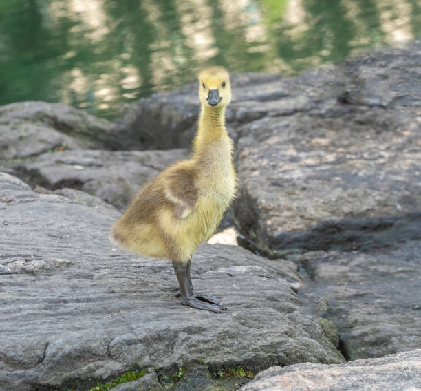 istock Canadian Goose in Central Park 1254692724