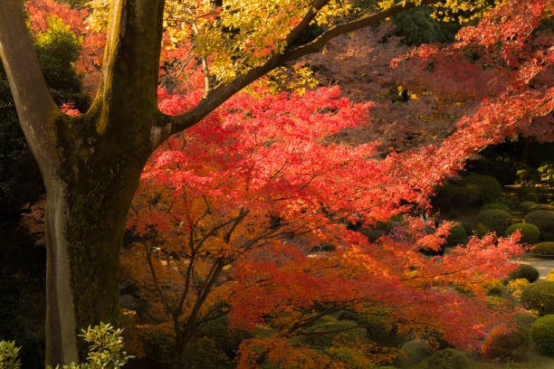 istock An old garden with autumn color 1254693536