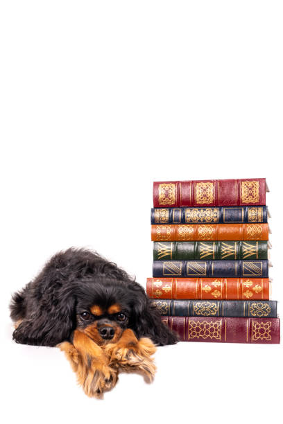 istock Dog lying by a stack of leather bound books 1254693912