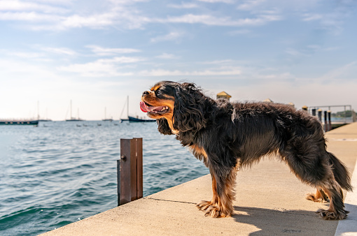 A dog stands at a pier overlooking Lake Michigan in Chicago, IL, as if waiting for her owner to return home. Cavalier King Charles Spaniel breed.