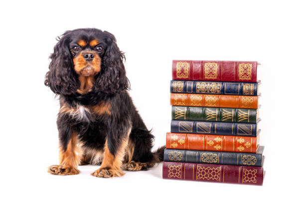 istock Dog standing by a stack of leather bound books 1254693915