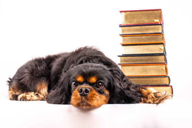 革製の本の積み重ねの前にかわいい犬。 - book bookshelf stack page ストックフォトと画像