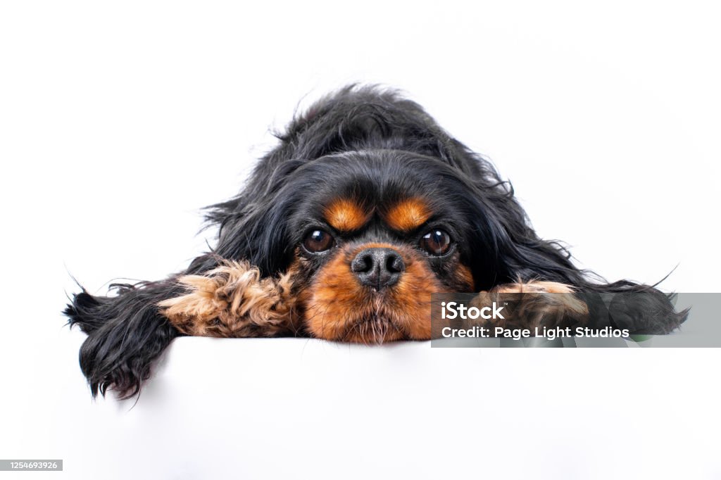 Cavalier King Charles Spaniel with chin down between paws, isolated against a white background Beautiful Cavalier King Charles Spaniel dog in the breed's typical sweet pose, chin down between paws, isolated against a white background. Black and tan colored. Chin Stock Photo