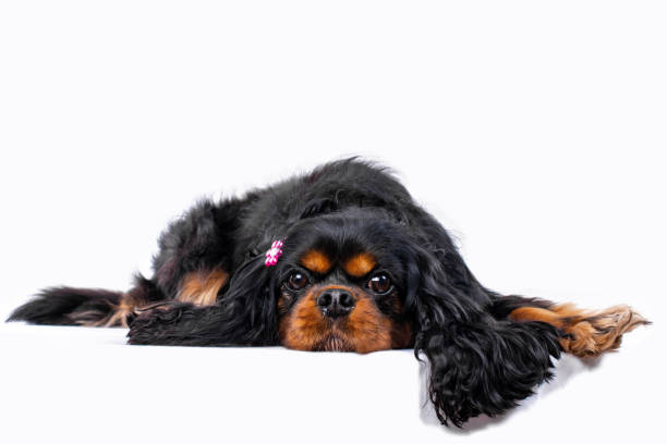 кавалер кинг чарльз спаниель собака носит милый розовый лук. лежа. - prissy стоковые фото и изображения