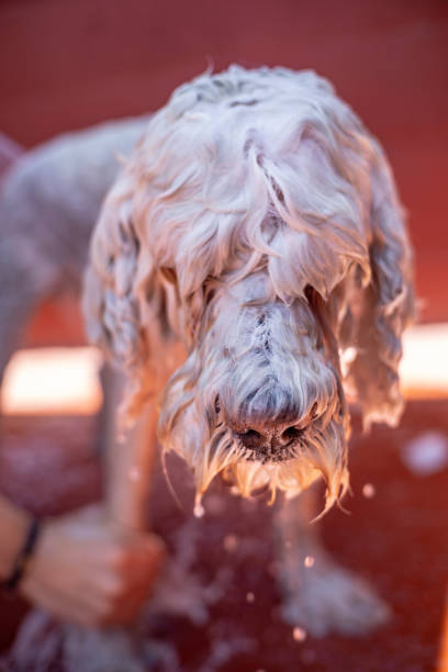 istock dog with wet face and draining 1254700726