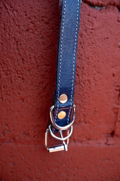 istock blue dog collar hanging on red background 1254700843