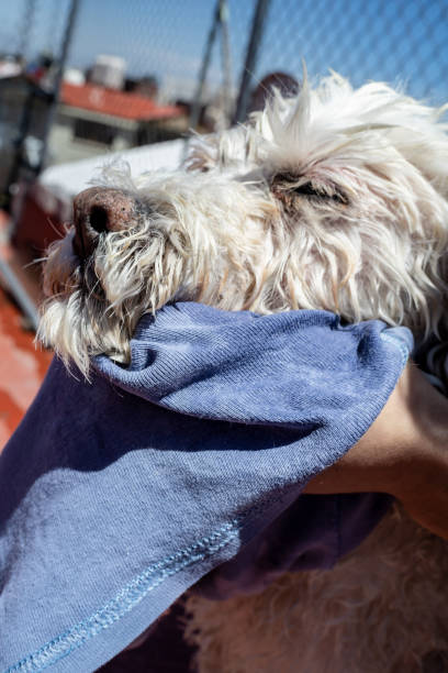 istock dog enjoying being dried 1254700928
