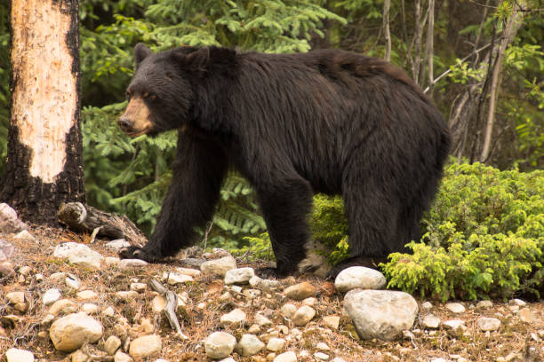 schwarzbär im mt robson provincial park - british columbia glacier national park british columbia wildlife canada stock-fotos und bilder