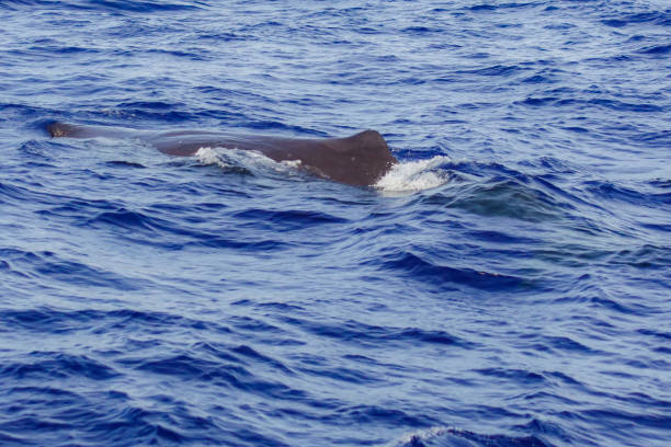 istock sperm whale at Ogasawara 1254706182
