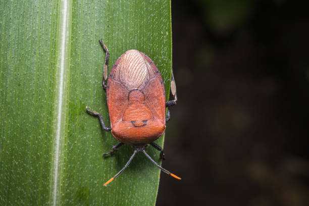 istock A large brown shield bug in a home garden 1254707244