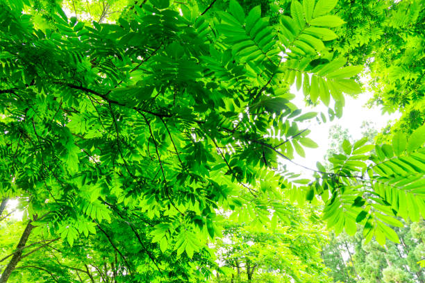 istock a refreshing breeze blowing fresh green leaves in Japan Forest 1254711368