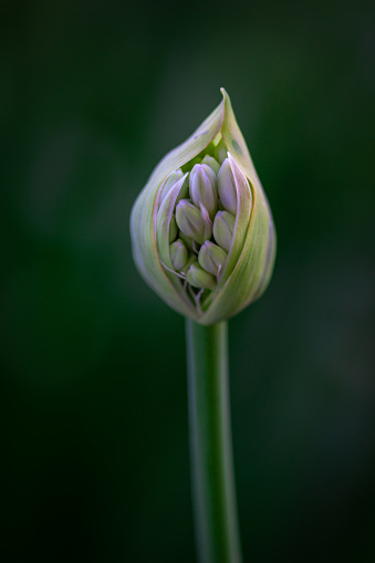 An African Lily, or Lily of the Nile, flower emerging in bloom.