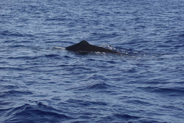 istock sperm whale at Ogasawara 1254711777