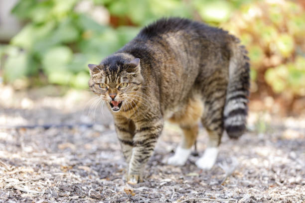 gato silbando - domestic cat anger hissing aggression fotografías e imágenes de stock