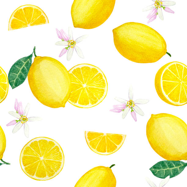 żółty owoc cytrynowy i pokrojone w plastry liście limonki, kwiatów i zieleni, ilustracja akwarela rysunek bez szwu wzór, wyizolowany na białym ze ścieżką przycinania - lemon isolated clipping path white background stock illustrations