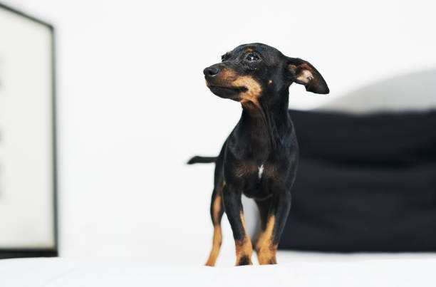 istock Did someone say we’re going to the park? 1254717819