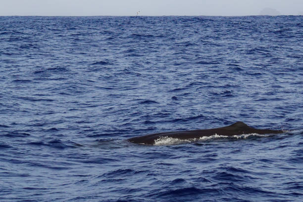 istock sperm whale at Ogasawara 1254717914