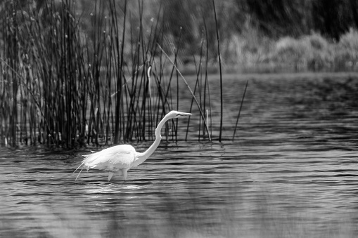 A Great Egret in a desert pond in black and white