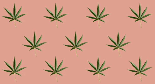 istock Pattern of green cannabis leaves on a pink background. 1254719445