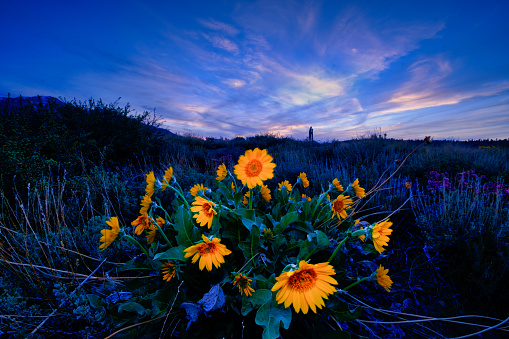 A colorful sunset behind beautiful mountain wildflowers.