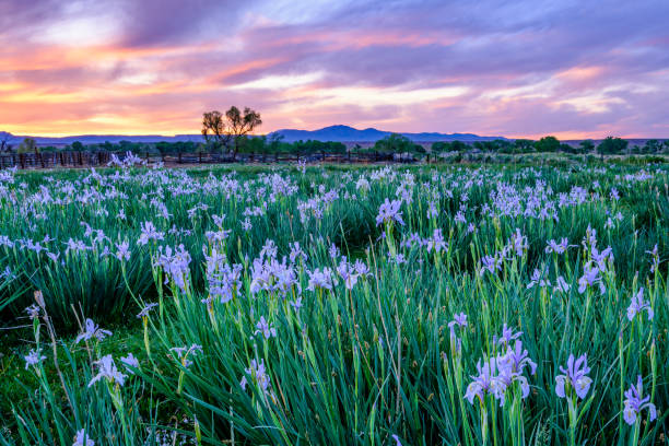 A field of Wild Iris in the Owen's Valley during a majestic sunset.