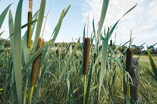 Bulrush wetland grass-like plant seen in Tasmania, Australia.