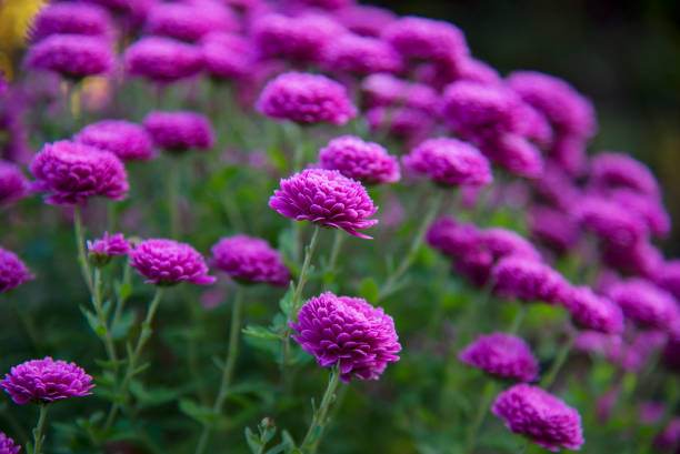 istock Chrysanthemum flowers 1254721414