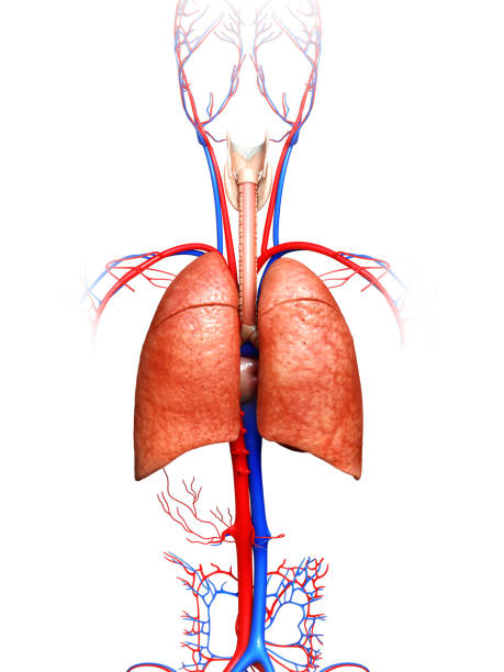istock 3d rendered, medically accurate illustration of a lung anatomy 1254723269