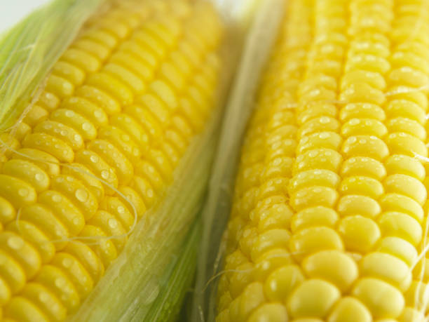 maize
