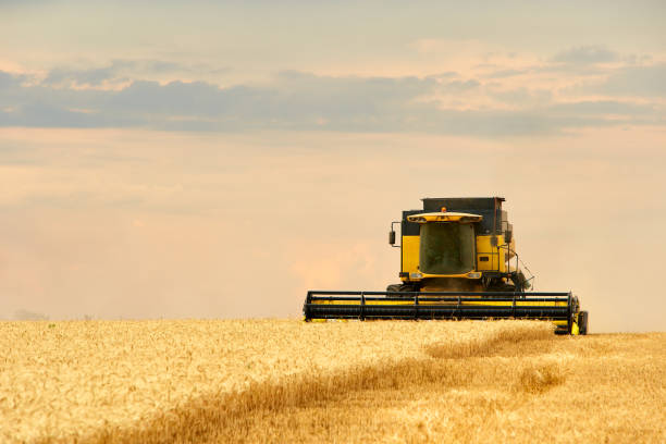 istock Combine harvester working in wheat field with cloudy moody sky. Harvesting machine driver cutting crop in a farmland. Agriculture theme, harvesting season 1254723364