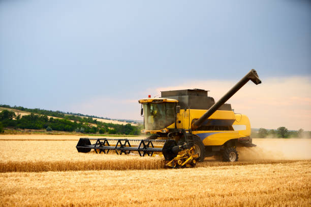 istock Combine harvester working in wheat field with cloudy moody sky. Harvesting machine driver cutting crop in a farmland. Agriculture theme, harvesting season 1254723366