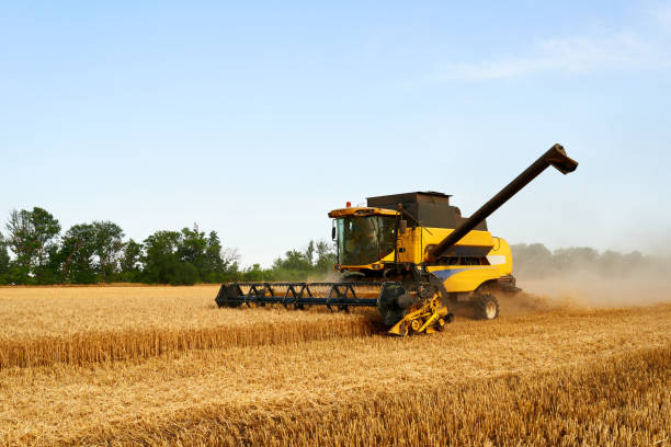istock Combine harvester working in wheat field with clear blue sky. Harvesting machine driver cutting crop in a farmland. Agriculture theme, harvesting season 1254723413