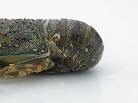 close up of raw lobster on the white background