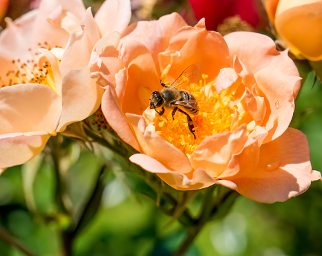 Honey bee collecting pollen from a orange yellow rose . Bee pollinating a flower.