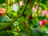 Stem of rose bush with thorns and green leaves on blurred background.