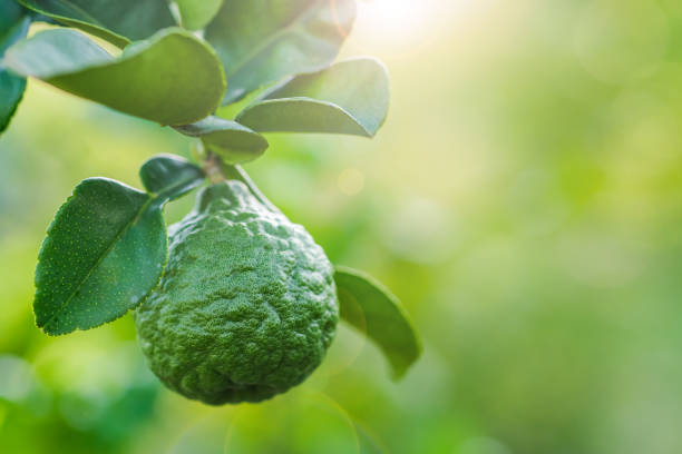 Bergamot, fresh fruit on the tree and copy space